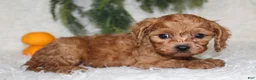 Mini Goldendoodle dogs for sale: Mini Goldendoodle 5 - Ad 2