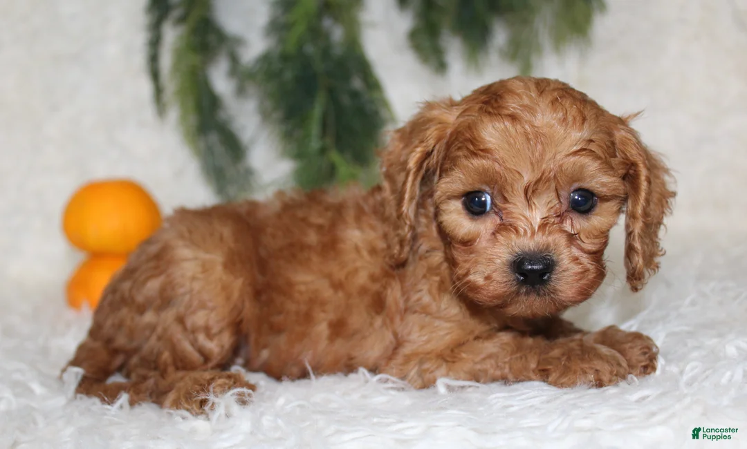 Mini Goldendoodle dogs for sale: Mini Goldendoodle 5 - Ad 2