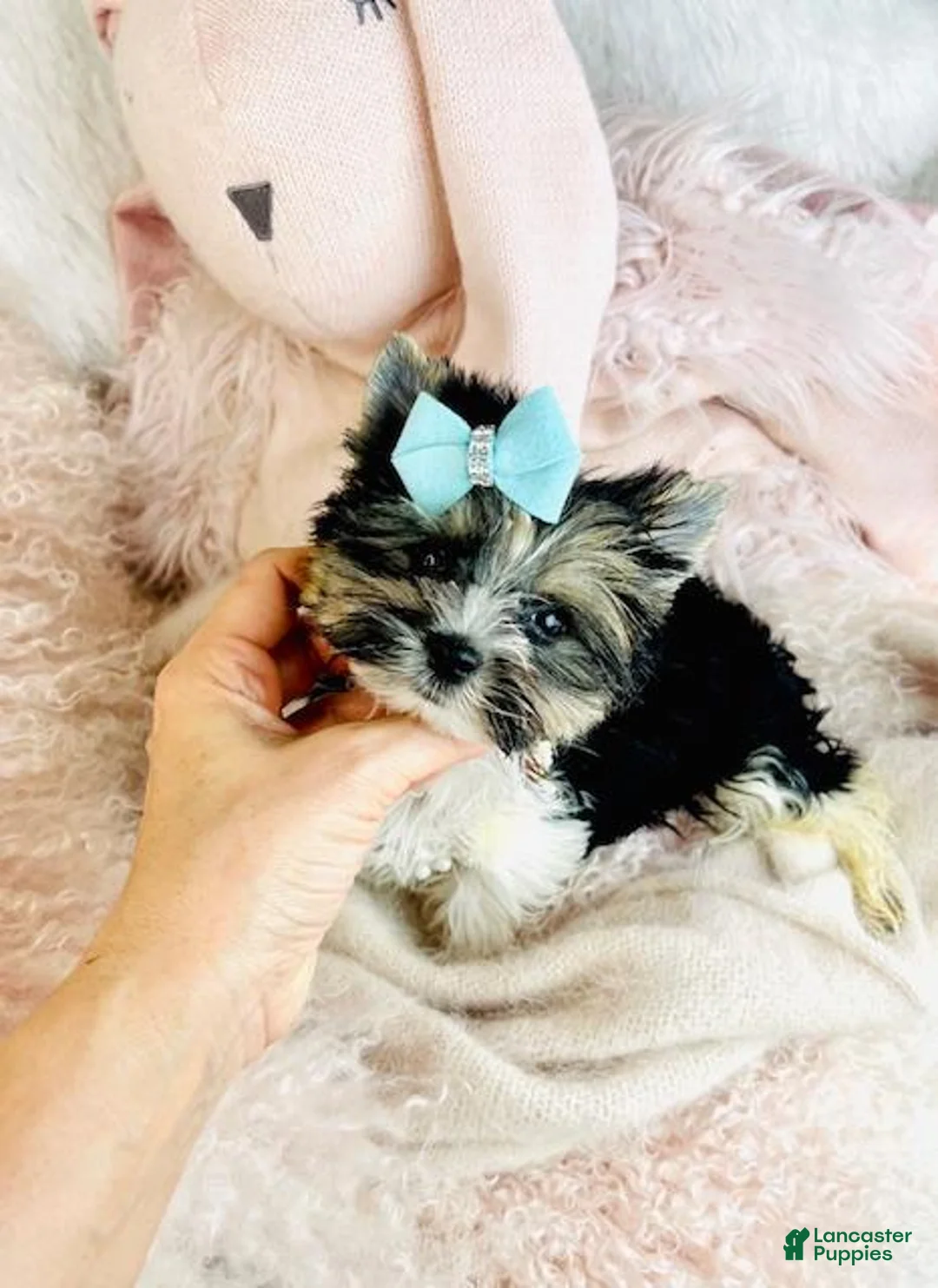 Yorkshire Terrier dogs for sale: Yorkshire Terrier Puppy 1 - Ad 2