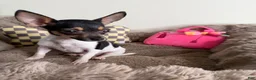 Chihuahua dogs for sale: “Saint” Male Chihuahua  - Ad 5