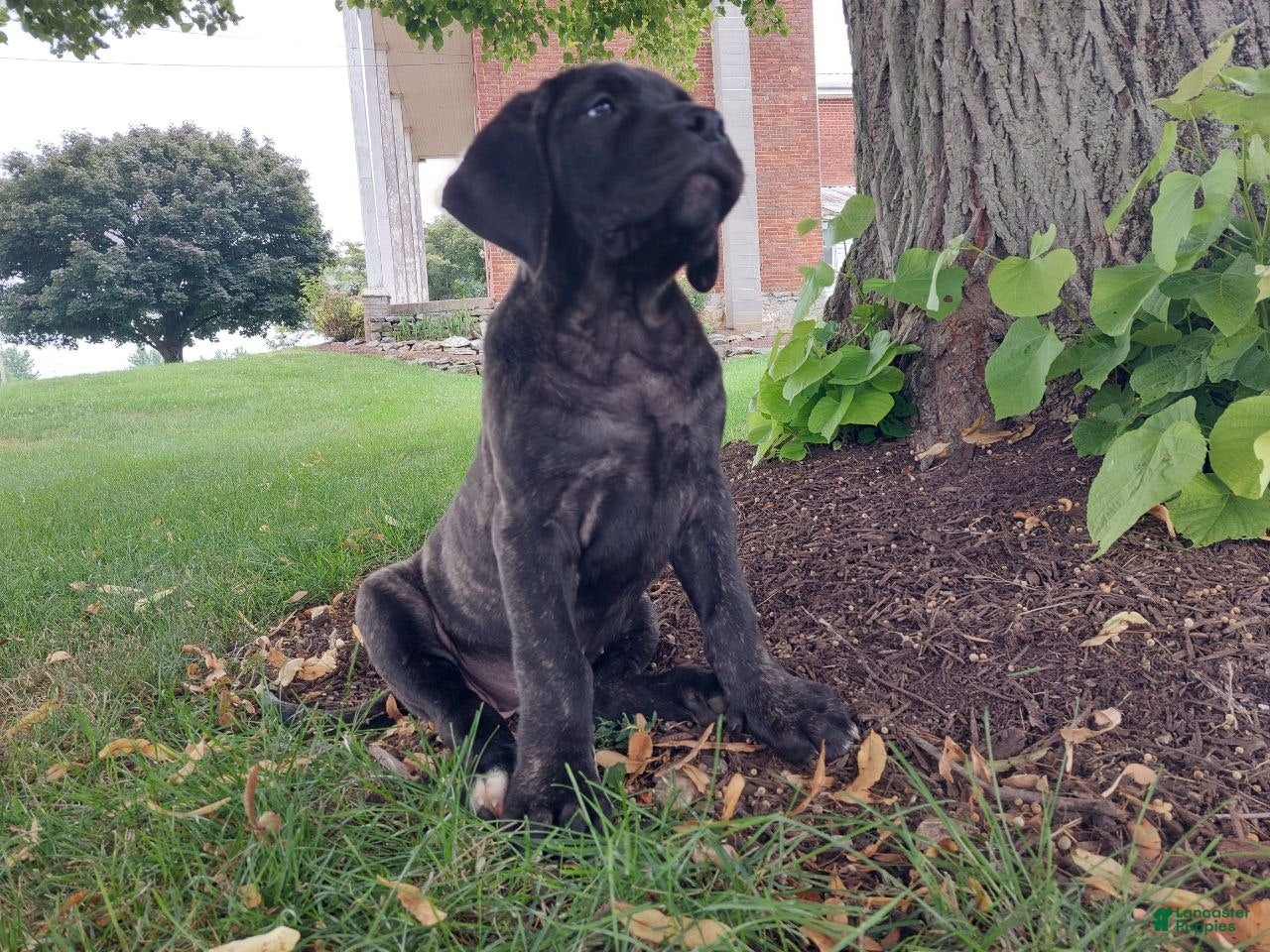 English Mastiff dogs Millie - Ad 1