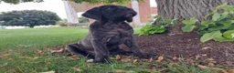 English Mastiff dogs for sale: Millie - Ad 1