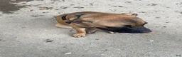 Cane Corso dogs for sale: Cane Corso 1 brown sugar female  - Ad 3