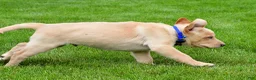 Labrador Retriever dogs for sale: Waldo - Ad 5