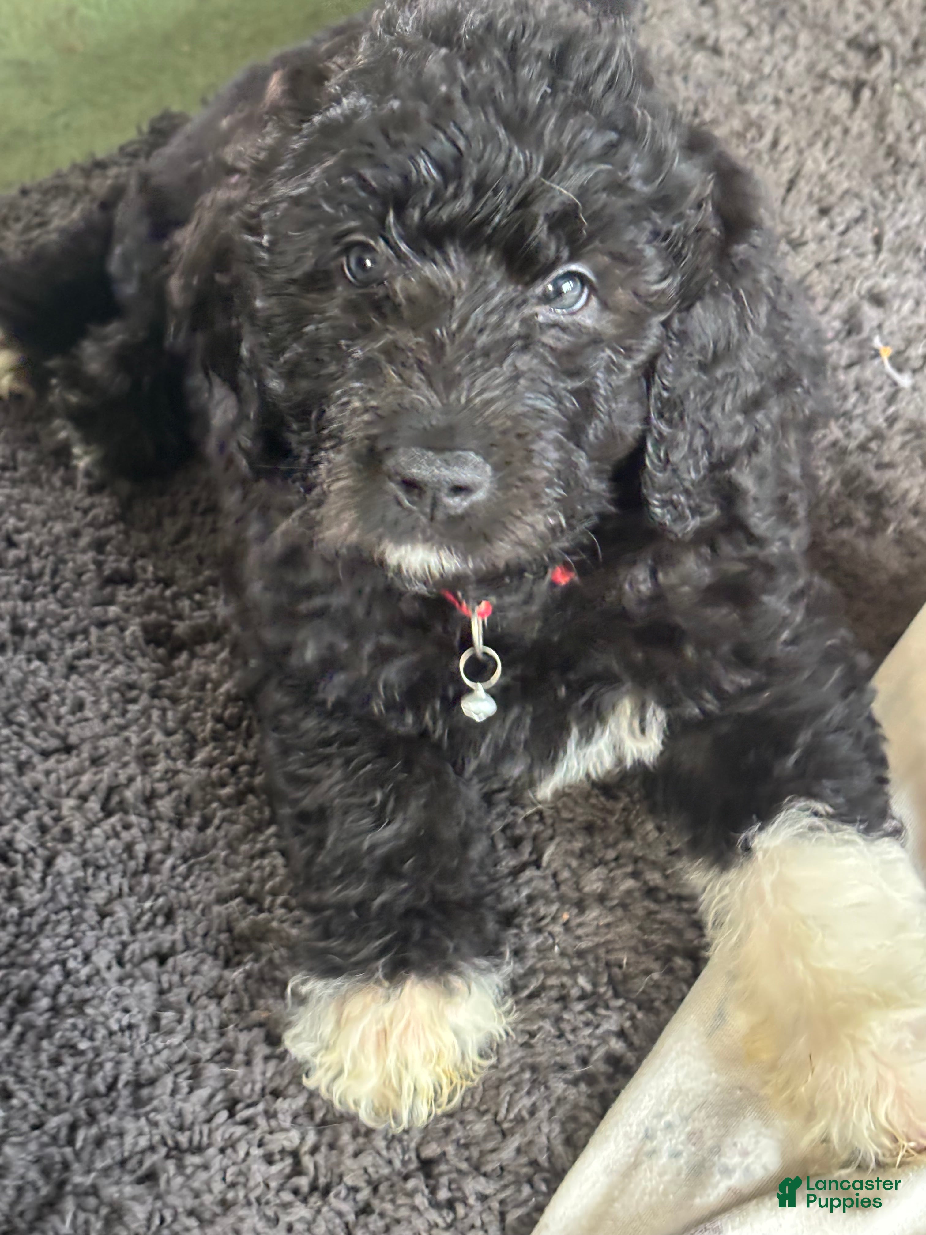 Mixed Breed dogs Mixed Breed Puppy 1 - Ad 18