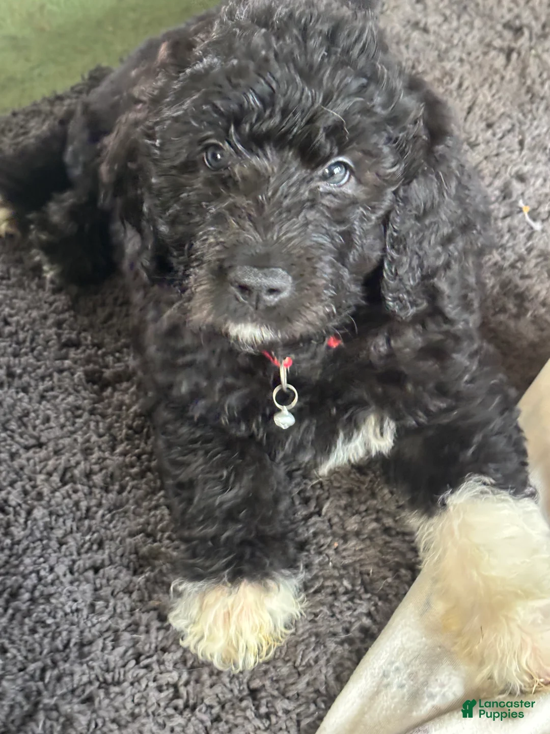 Mixed Breed dogs for sale: Mixed Breed Puppy 1 - Ad 1