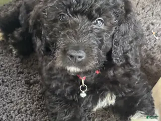 Mixed Breed dogs Mixed Breed Puppy 1 - Ad 18