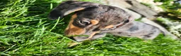 Miniature Dachshund dogs for sale: Remy  - Ad 7