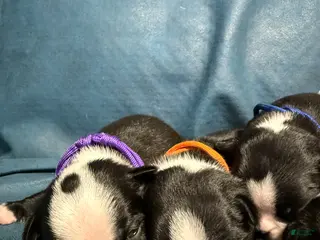 Boston Terrier dogs Commet - Ad 29