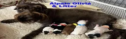 Miniature Schnauzer dogs for sale: Red ID Boy - Ad 8
