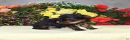 Yorkshire Terrier dogs for sale: Cora | Teacup  - Ad 6