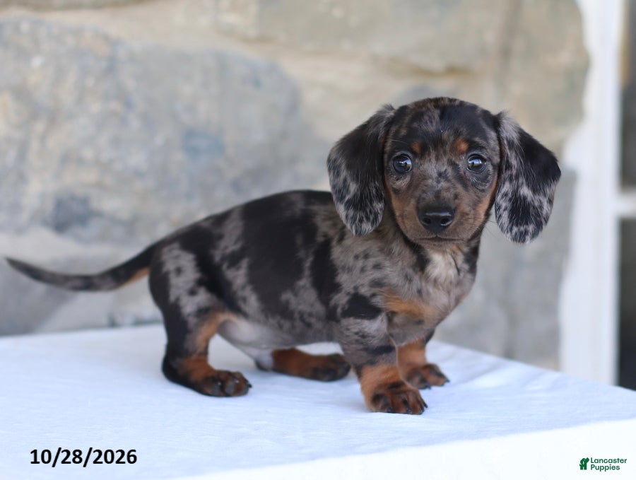Dachshund dogs for sale: Ezra - Ad 1