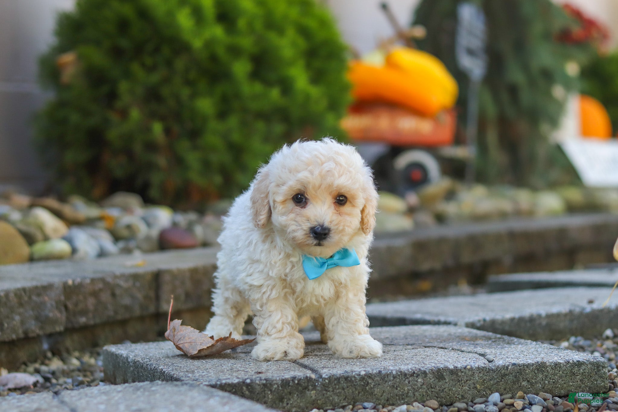 Maltipoo dogs Finley - Ad 2