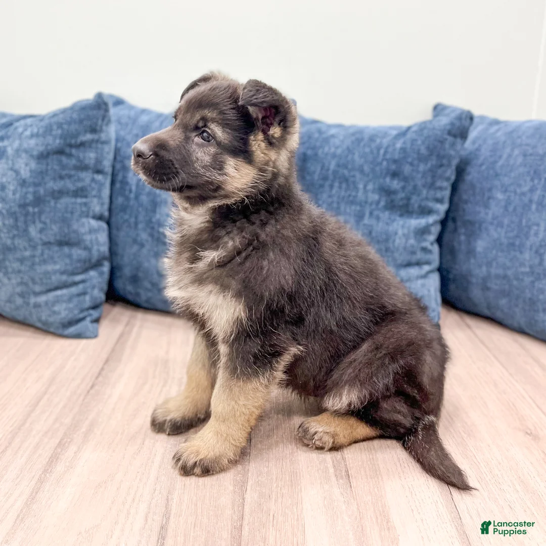 German Shepherd dogs for sale: Benson - Ad 5