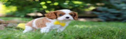 Cavalier King Charles Spaniel dogs for sale: Benji - Ad 3