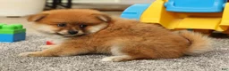 Pomeranian dogs for sale: Moe - Ad 8