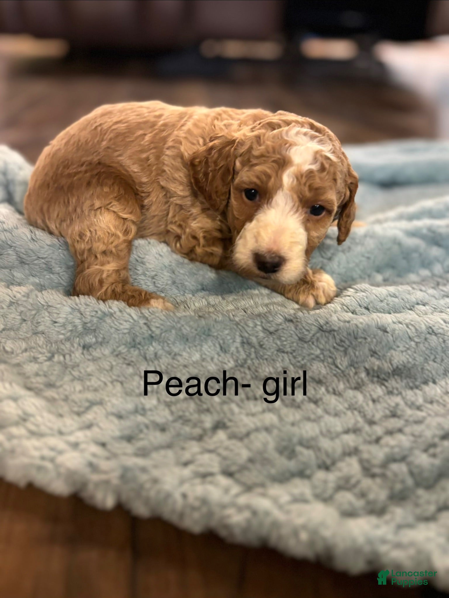 Mini Goldendoodle dogs Mini Goldendoodle 8 - Ad 31
