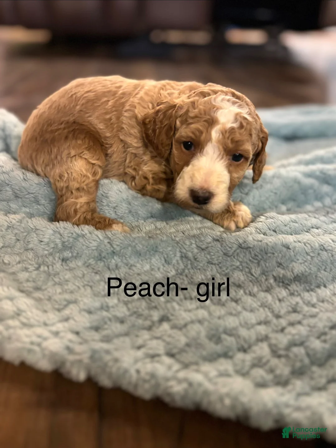 Mini Goldendoodle dogs for sale: Mini Goldendoodle 8 - Ad 1
