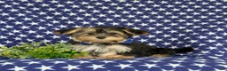 Morkie dogs for sale: Rainger 6 lbs Full Grown - Ad 4