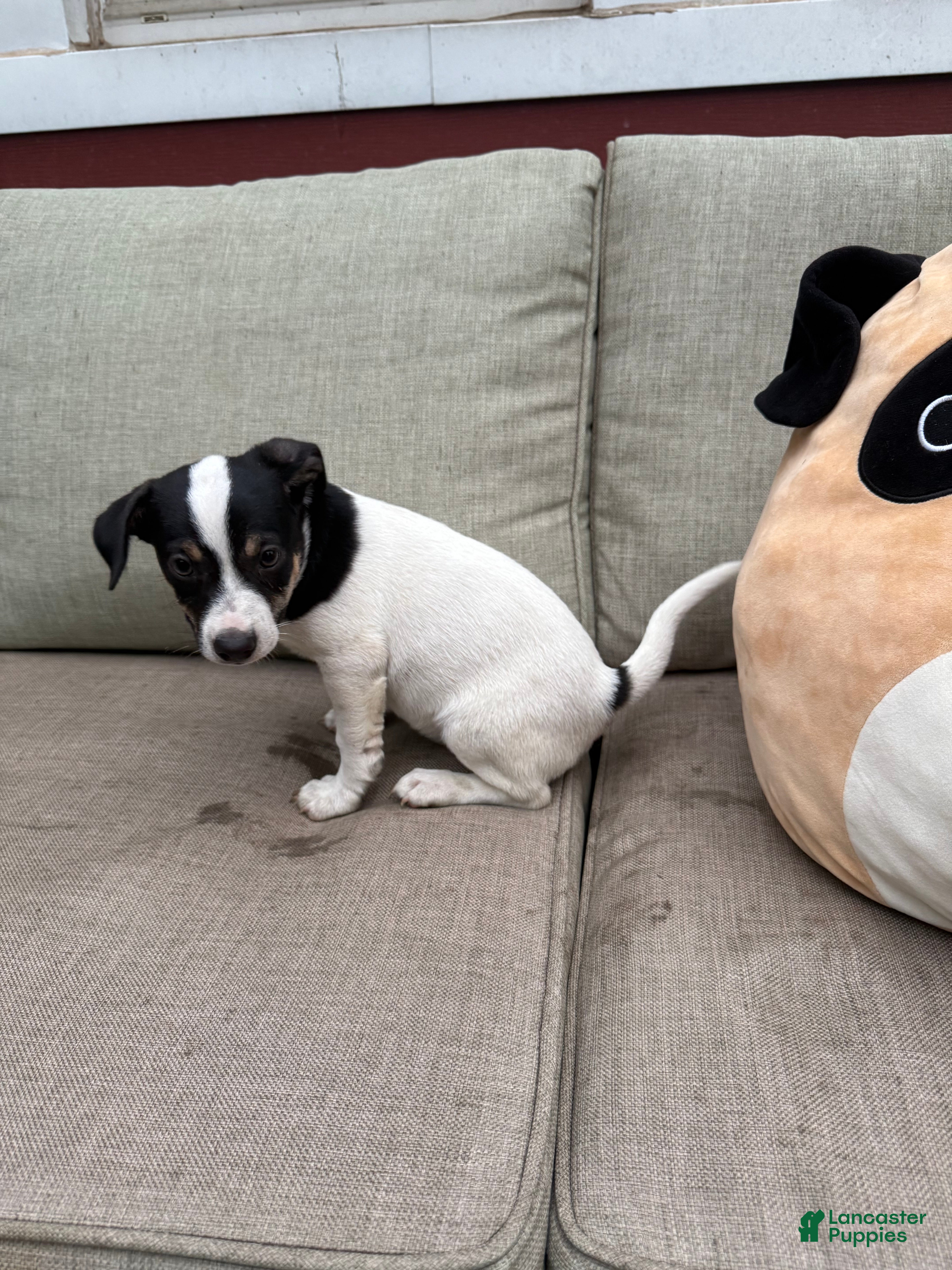 Jack Russell Terrier dogs Checkers - Ad 2