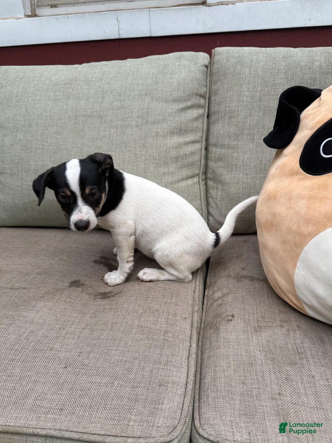 Jack Russell Terrier dogs for sale: Checkers - Ad 2