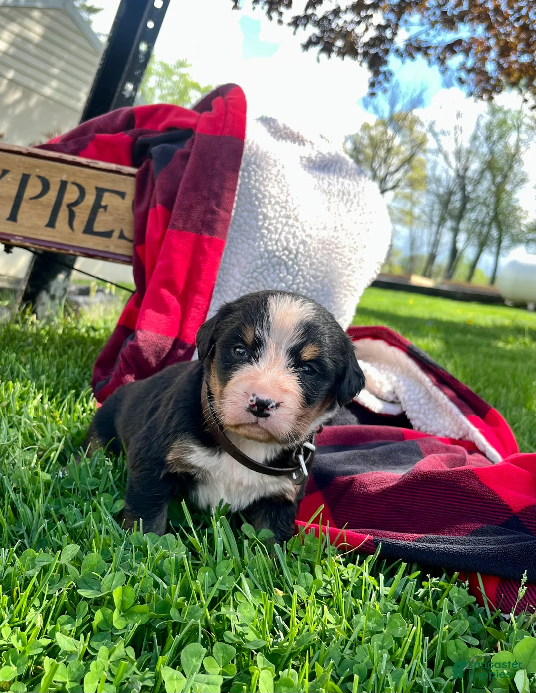 Bernese Mountain Dog dogs for sale: Lucy❤️🐾AKC Hip Cert ❤️Text 717-366-6652 - Ad 2