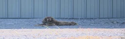Cocker Spaniel dogs for sale: Cocker Spaniel 1 - Ad 2