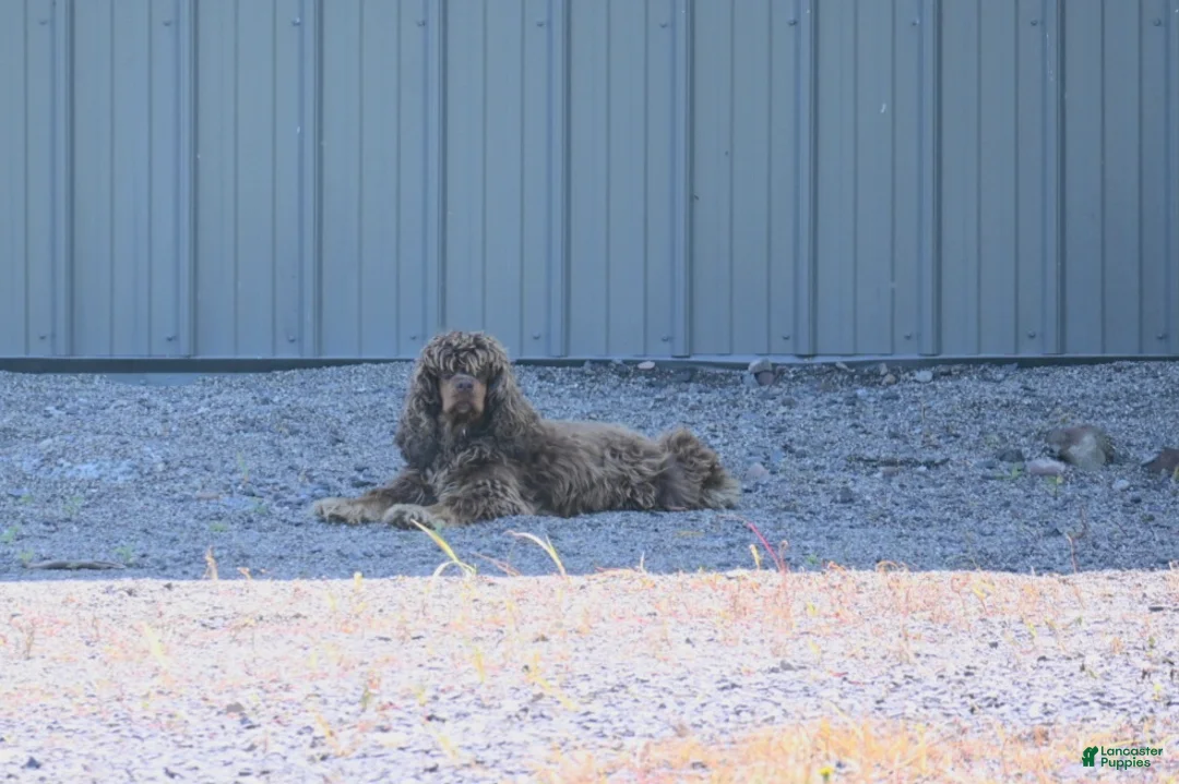 Cocker Spaniel dogs for sale: Cocker Spaniel 1 - Ad 2
