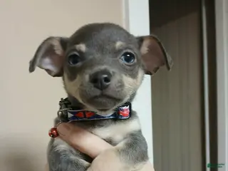 Chihuahua dogs Steel (toy) - Ad 41