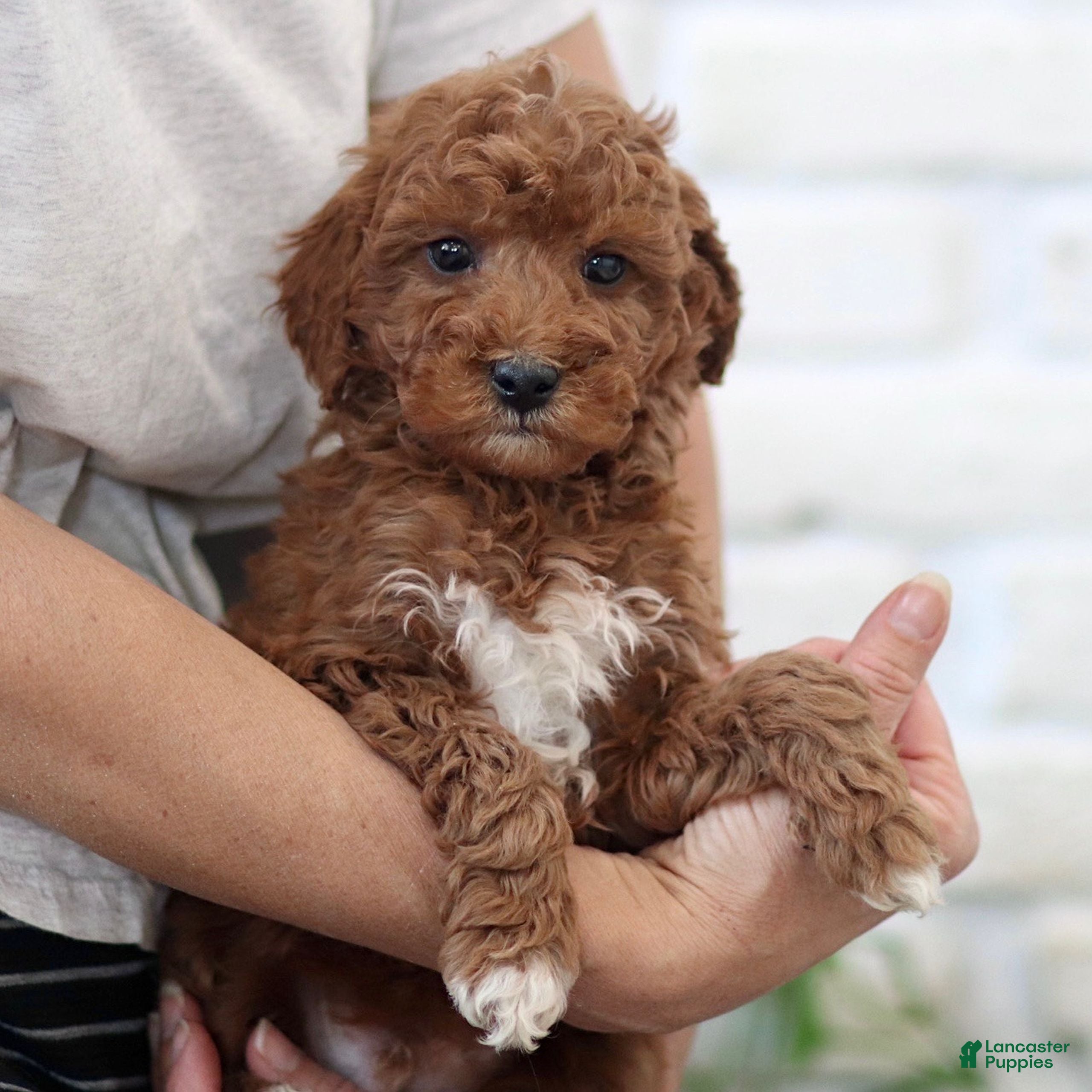 Mini Goldendoodle dogs Red  - Ad 2