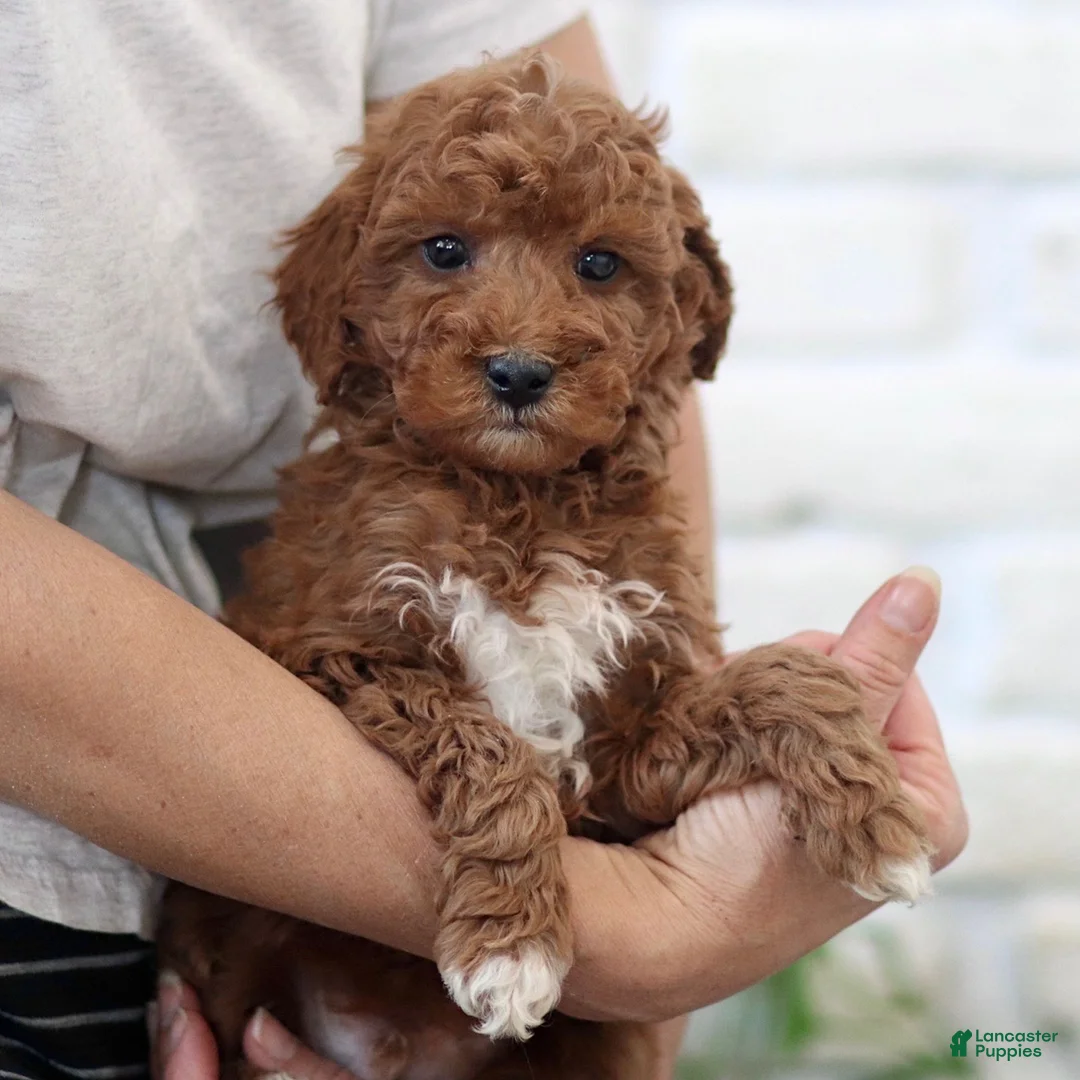Mini Goldendoodle dogs for sale: Red  - Ad 2