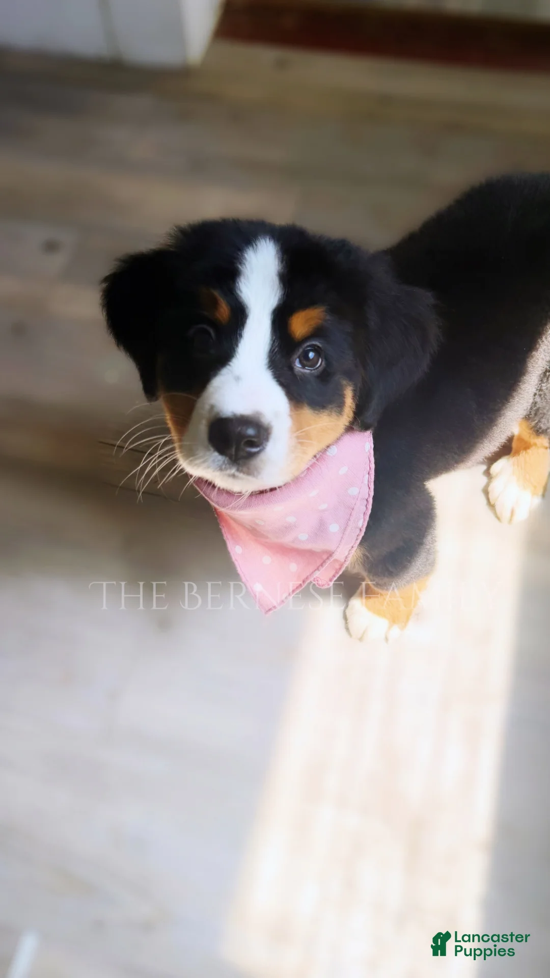 Bernese Mountain Dog dogs for sale: Rosie - Ad 2