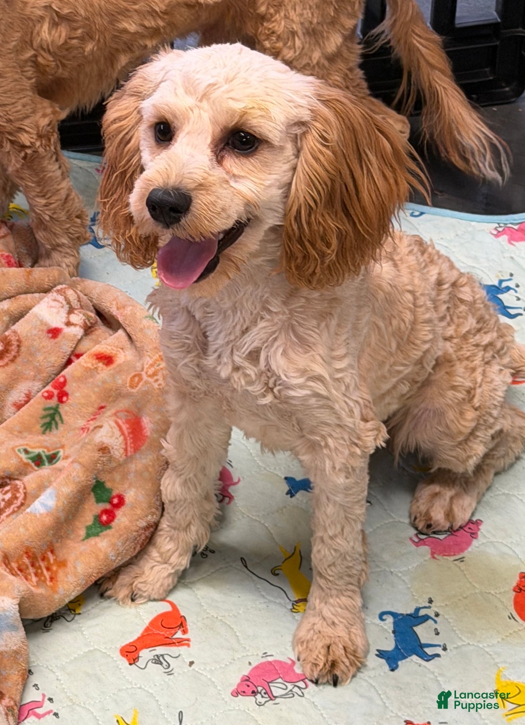 Cavapoo dogs for sale: Russell - Ad 3