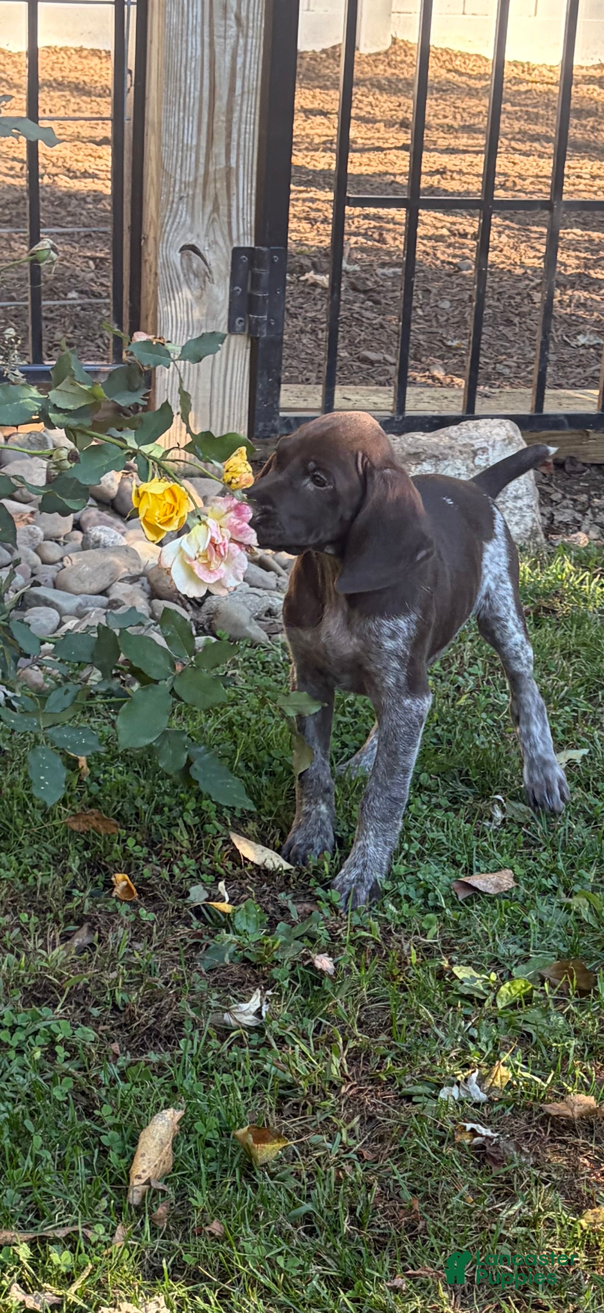German Shorthaired Pointer dogs Gracelyn ( Female )  - Ad 2