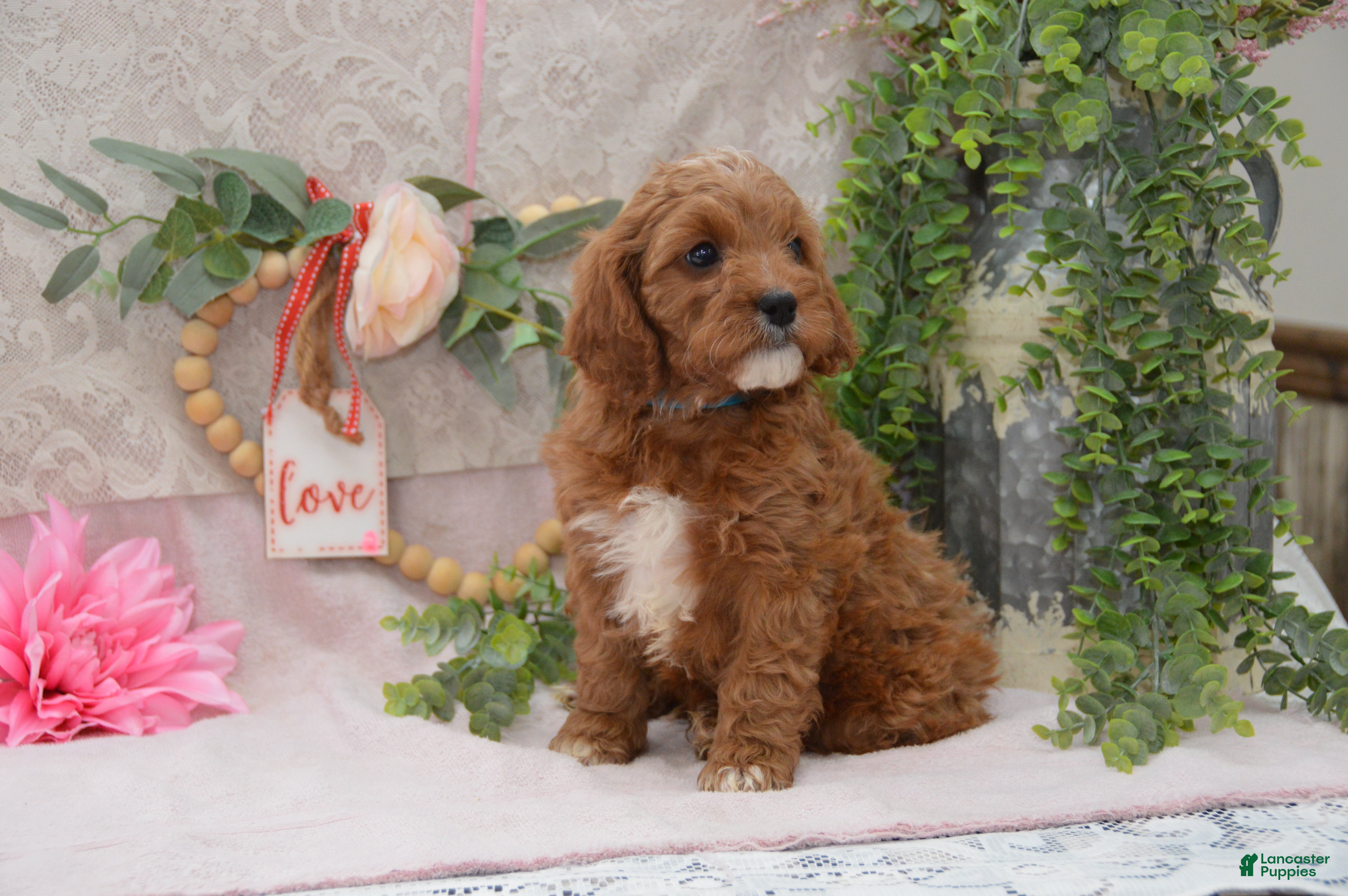 Cavapoo dogs Jerrick - Ad 9