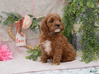 Cavapoo dogs Jerrick - Ad 31