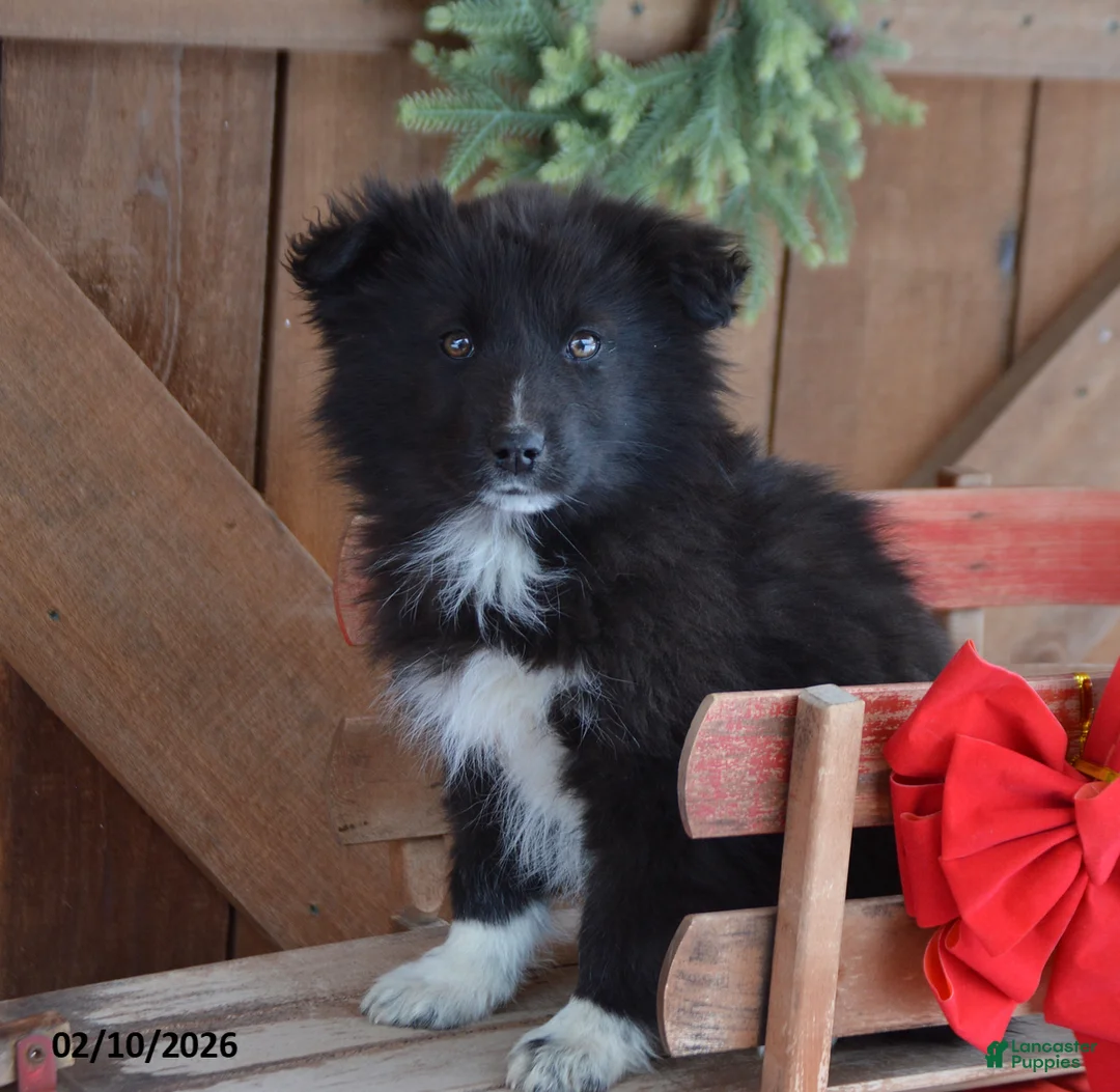 Mixed Breed dogs for sale: Teddy - Ad 1