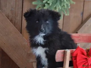 Mixed Breed dogs Teddy - Ad 1