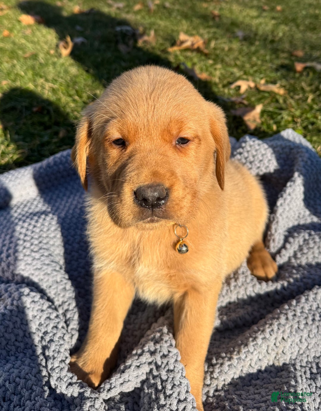 Goldador dogs for sale: Thea - Ad 1