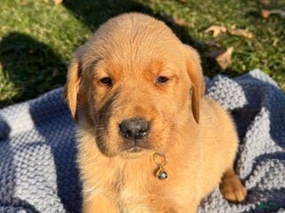 Goldador dogs Thea - Ad 36