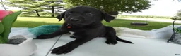 Sheprador dogs for sale: Sheprador 10 Lola - Ad 4