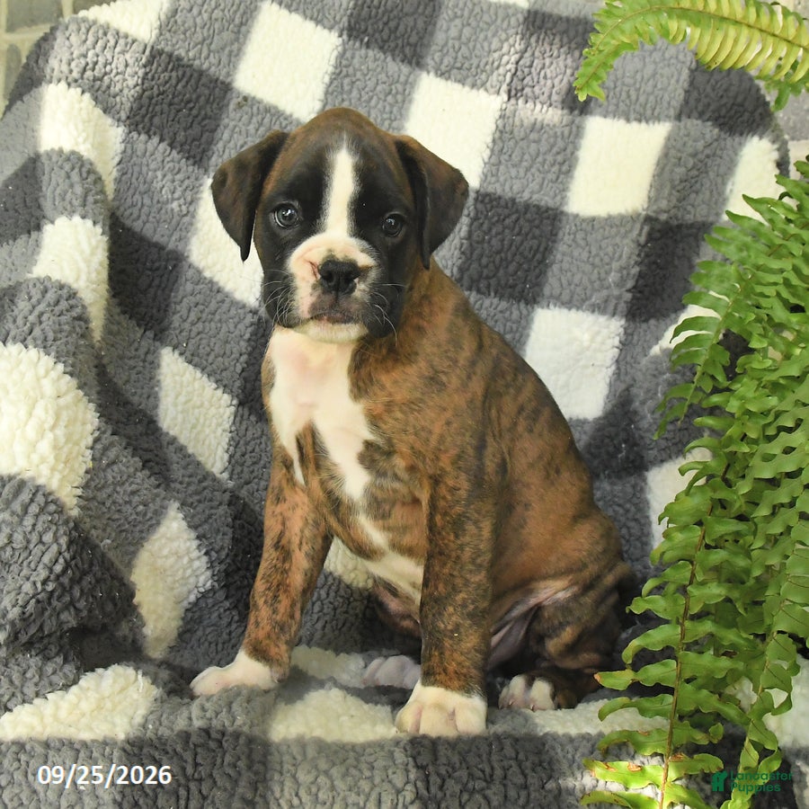 Boxer dogs Pepsi - Ad 2