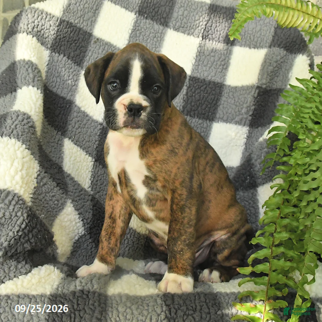 Boxer dogs for sale: Pepsi - Ad 2