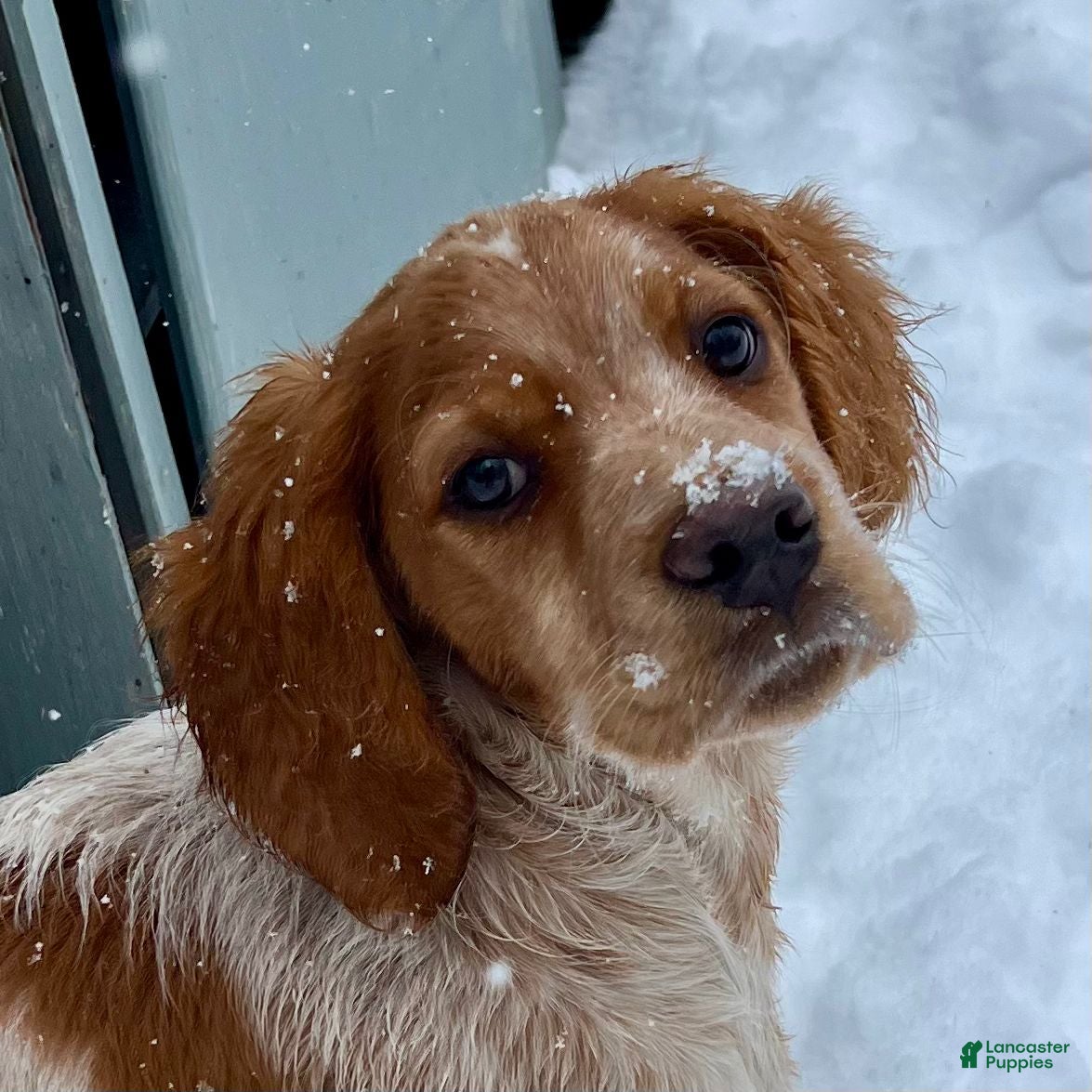 Brittany Spaniel dogs Dash - Ad 1