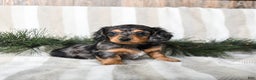 Miniature Dachshund dogs for sale: Cupcake - Ad 4