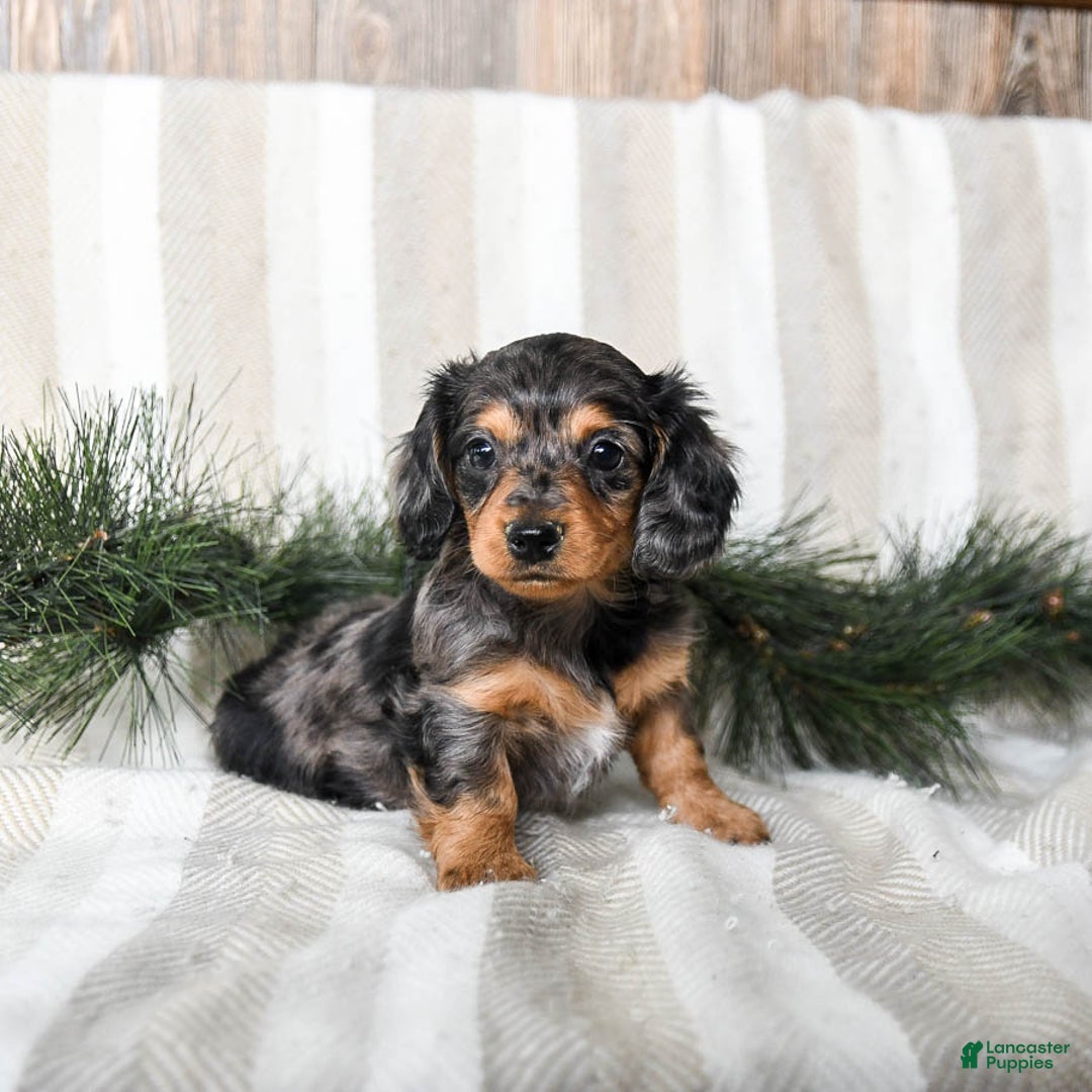 Miniature Dachshund dogs for sale: Cupcake - Ad 4
