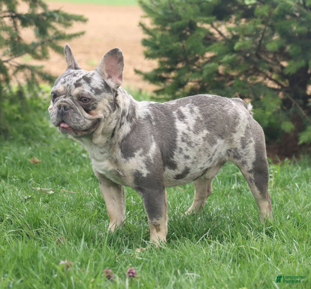 French Bulldog dogs for sale: Smokey - Ad 22