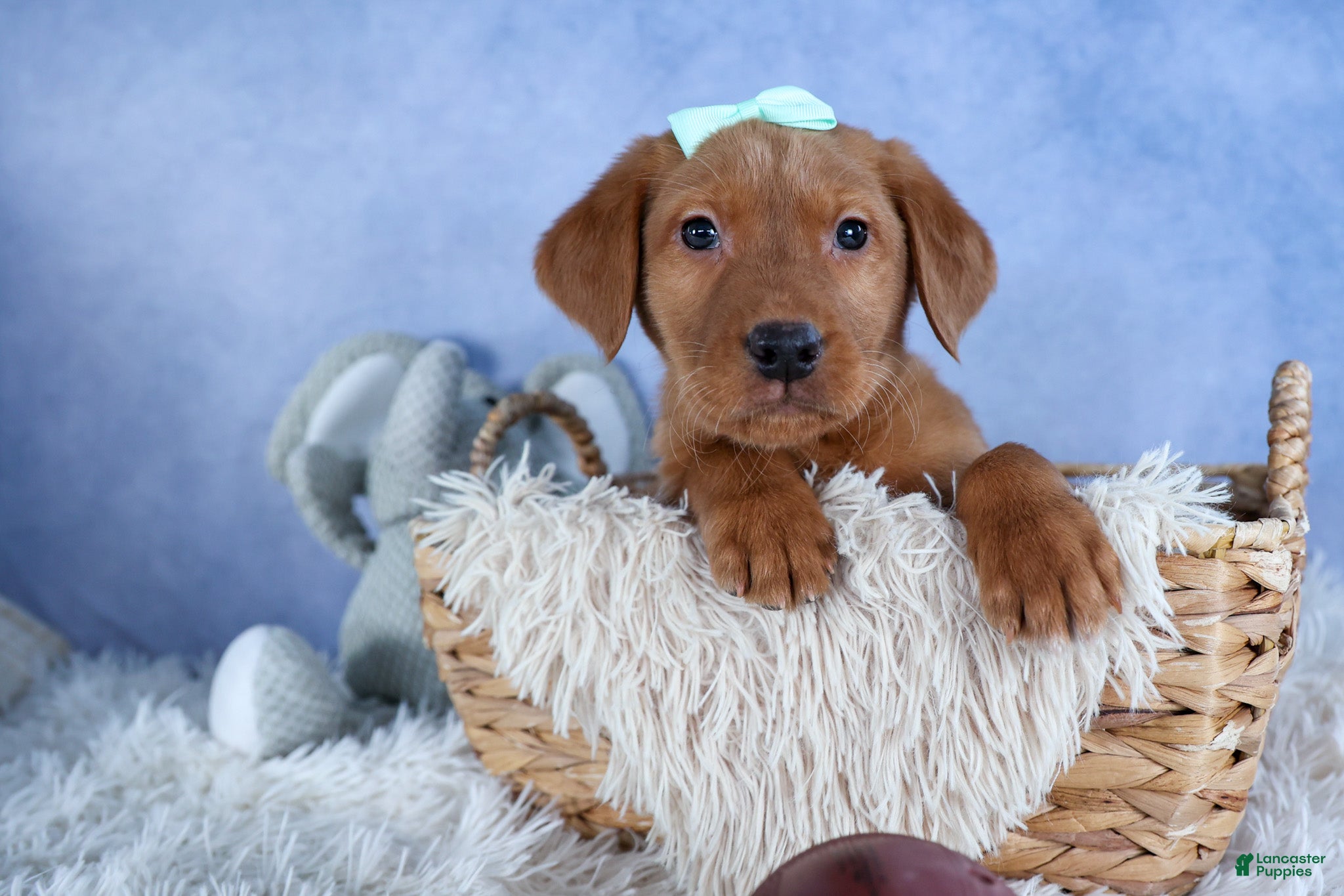 Labrador Retriever dogs DON - Ad 1