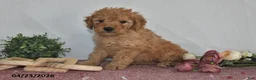 Goldendoodle dogs for sale: Marla - Ad 1