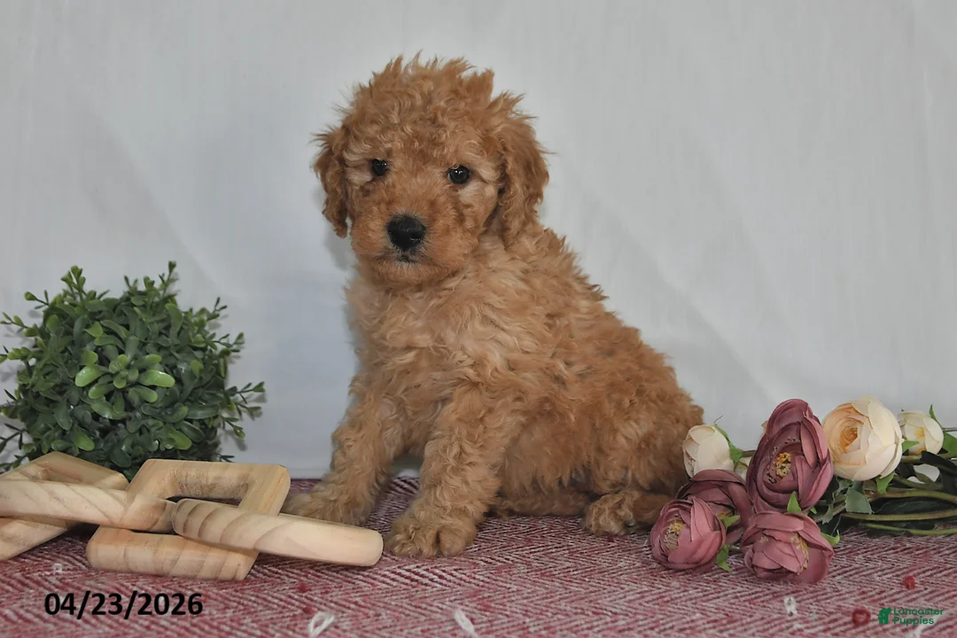 Goldendoodle dogs for sale: Marla - Ad 1
